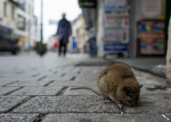 New York considers birth control for rats amid surging rodent population