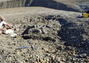 Argentina: Paleontologists discover smallest-ever Titanosaur species