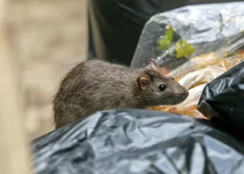 Leptospirosis: Human infection from rat urine on the rise in New York City