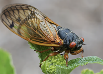 Worried about the upcoming cicada swarm? All your questions answered
