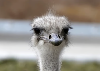 Karen the ostrich at a Kansas zoo dies after swallowing a staff member’s keys