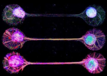 Groundbreaking: Japanese scientists develop a technique to connect brain cells grown in the lab