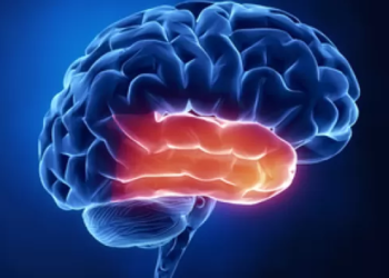 Brain region responsible for regulating attention identified by researchers