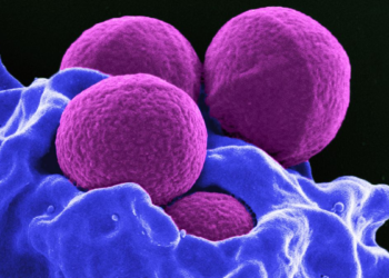 Scientists discover some bloodthirsty ‘vampire’ bacteria could be feeding on human blood