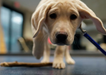 Scientists train dog to detect PTSD by sniffing human breath