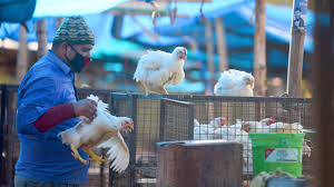 WHO raises concerns about human cases of bird flu