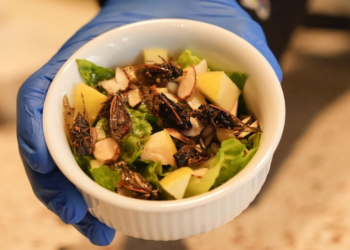 Buzzing into the menu: Cicada dishes make waves in the New Orleans dining scene
