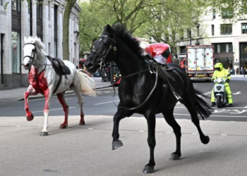 Watch: 2 army horses on the loose on busy London roads