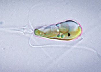 Two life-forms merge for the first time in a billion years to form an organism