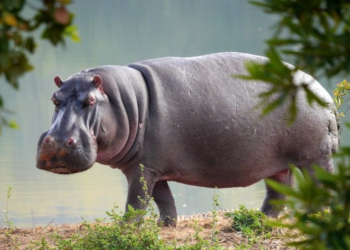 Japan: Hippo, believed to be male for the past seven years, turned out to be female