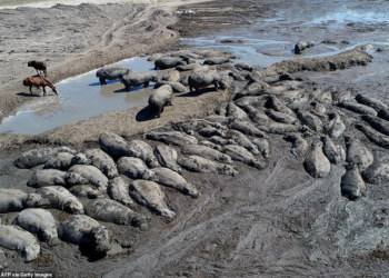 African drought leaves Hippos trapped in dried ponds