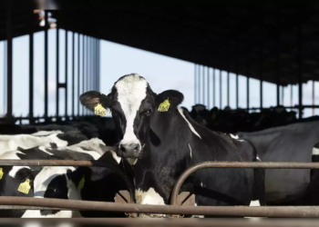 Bird Flu Risk: Experts caution against unpasteurized milk consumption