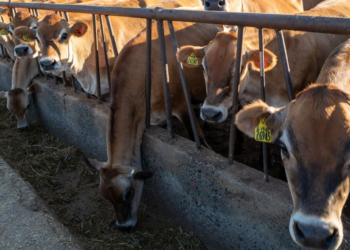 Bird flu has spread to dairy cows in six US states, USDA confirms