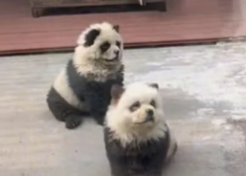 Watch: Chinese zoo paints chow chow dogs black & white to pass them off as pandas
