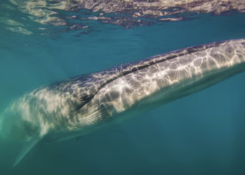 Giant Sei whales that disappeared 100 years ago reappear in Argentine waters