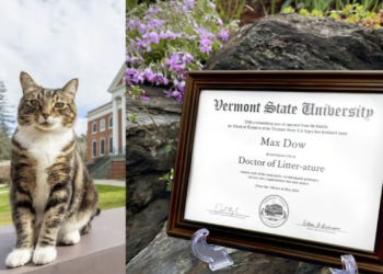 Cat receives honorary degree from Vermont State University’s Castleton campus