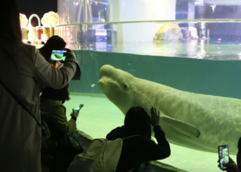 Free Bella: Activists demand freedom for beluga whale trapped in Seoul mall
