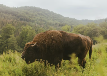 Herd of 170 bison capable of storing CO2 emissions equivalent to 43,000 US cars, finds study