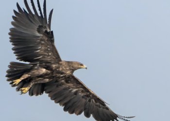 Eagles forced to change migration routes amid Russia-Ukraine conflict, say scientists