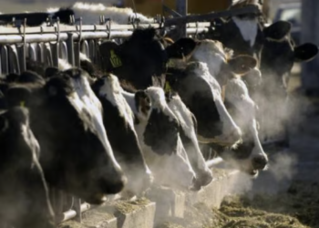 Second human bird flu case tied to dairy cow outbreak reported in the US