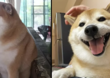 Kabosu, iconic Shiba Inu and Dogecoin inspiration, dies