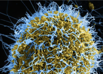Chinese scientists create mutant ebola virus in lab