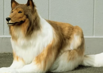 Panda, bear, fox, or cat: Japanese man who became a dog now aims for new animal transformation