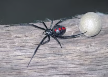 Experts warn Texas and Arizona residents: Black widow spiders poised for summer return—Symptoms and prevention