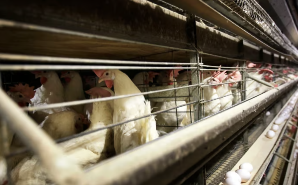 Iowa farmers to cull over four million chickens amid worst bird flu ...