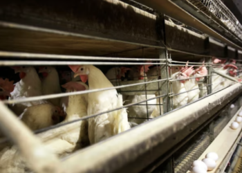 Iowa farmers to cull over four million chickens amid worst bird flu outbreak