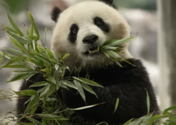 Two giant pandas set to arrive at Washington’s National Zoo on lease from China