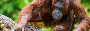 Scientists use machine learning to decode orangutan communication