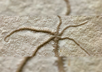 Newly discovered fossil shows 155 million old brittle star mid-regeneration