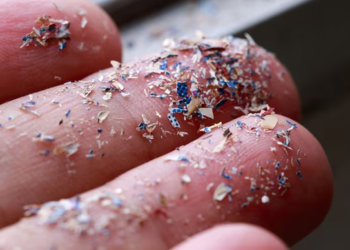 Microplastics detected in human testicles, scientists confirm