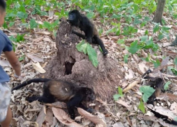 Extreme heat leads to Howler monkeys ‘dropping dead’ in Mexico