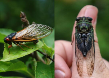 Cicada season in Illinois: All you need to know