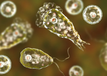 What is Naegleria fowleri, the brain-eating amoeba that claimed the life of a five-year-old in India?