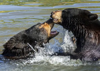 South Dakota: Family infected with brain worms after consuming undercooked bear meat