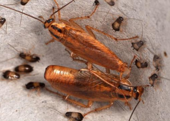 Modern cockroaches’ origin revealed by genomic analysis