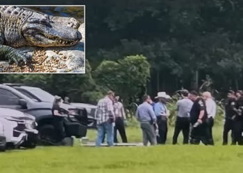 Texas: Missing woman’s body found in alligator’s mouth