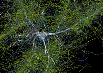 Remarkable discovery: A small brain section holds 57,000 cells and 150 million neural connections