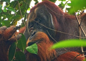 In a first, an Orangutan was seen treating a facial wound with medicinal plant