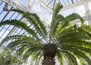 AI Searches for Mate for the 'World's Loneliest' Plant