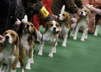 Virginia dog breeder fined $35 million after 4,000 beagles rescued