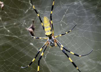 Breezy Explainer: Will giant flying Joro spiders invade New York and other East Coast cities?