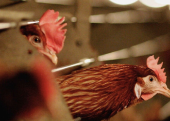 Mexico man dies from first human case of bird flu strain H5N2