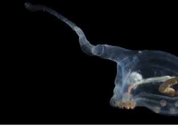 Scientists discover alien-like species for the first time in the darkest depths of the Pacific Ocean