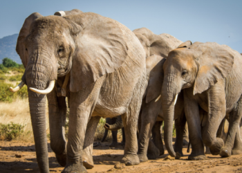 African Elephants call each other by names, new study finds