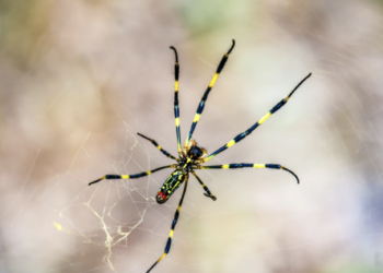 Joro spiders invade US gardens and parking lots—All you need to know