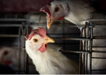 After US and Mexico, WHO confirms human case of bird flu in India